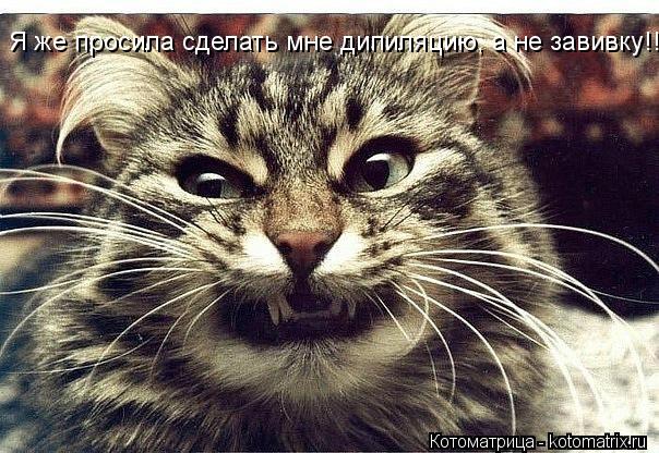 Я же просила сделать мне дипиляцию, а не завивку!!!... Котоматрица: Я же просила сделать мне дипиляцию, а не завивку!!!