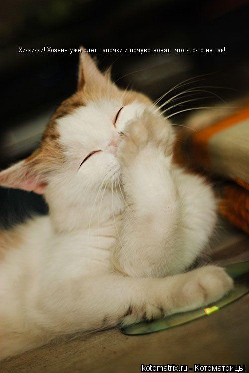 Хи-хи-хи! Хозяин уже одел тапочки и почувствовал, что что-то не так!... Котоматрица: Хи-хи-хи! Хозяин уже одел тапочки и почувствовал, что что-то не так!