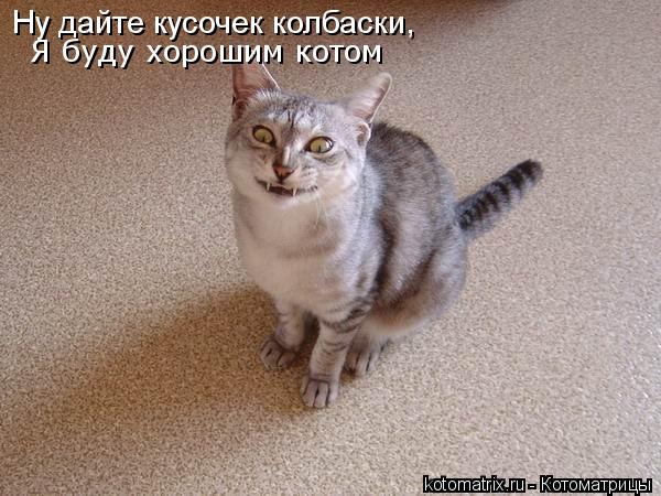 Котоматрица: Ну дайте кусочек колбаски,  Я буду хорошим котом