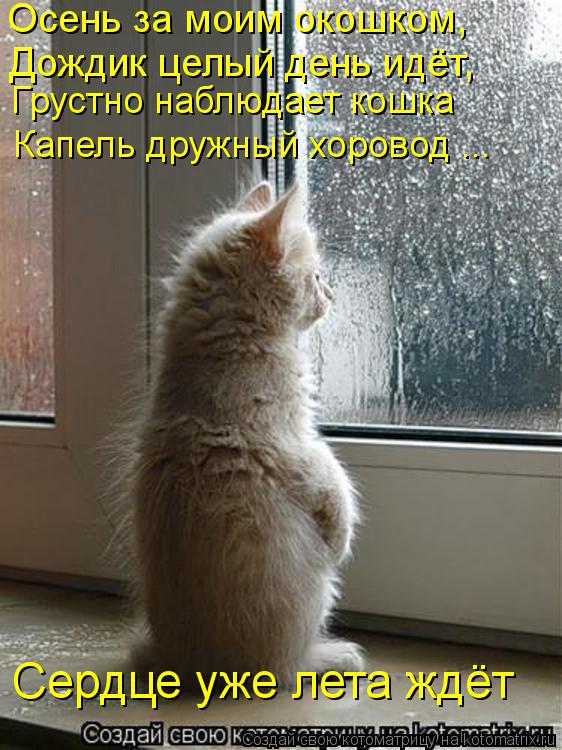 Котоматрица: Осень за моим окошком, Дождик целый день идёт, Грустно наблюдает кошка Капель дружный хоровод ... Сердце уже лета ждёт