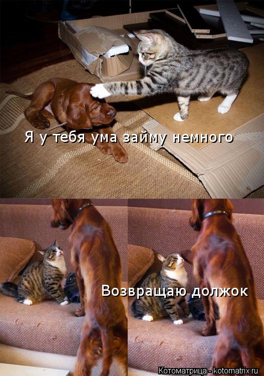 Котоматрица: Я у тебя ума займу немного Возвращаю должок