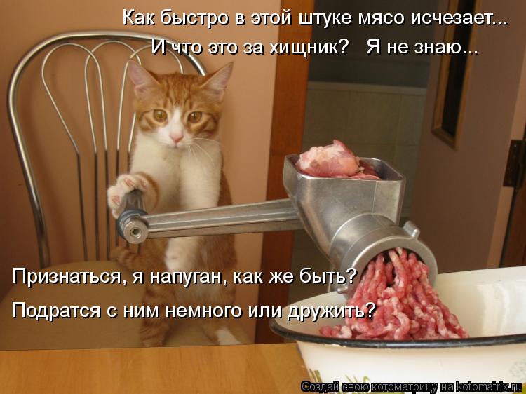 Котоматрица: Как быстро в этой штуке мясо исчезает... И что это за хищник?   Я не знаю... Подратся с ним немного или дружить? Признаться, я напуган, как же быт