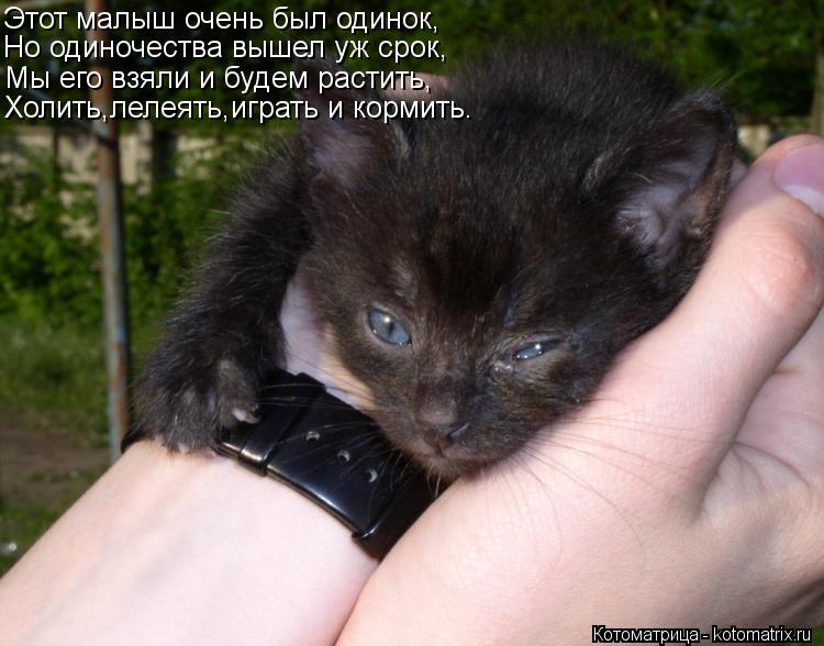 Котоматрица: Этот малыш очень был одинок, Но одиночества вышел уж срок, Мы его взяли и будем растить, Холить,лелеять,играть и кормить.