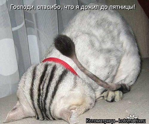Котоматрица: Господи, спасибо, что я дожил до пятницы!