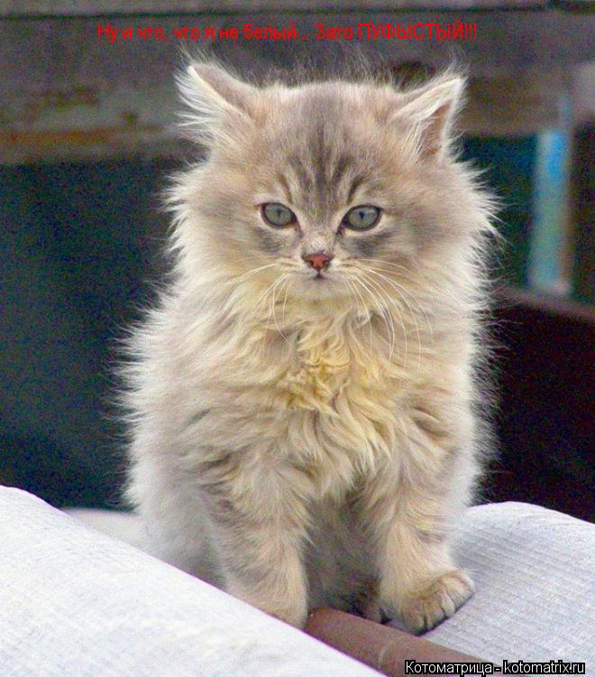 Котоматрица: Ну и что, что я не белый... Зато ПУФЫСТЫЙ!!!