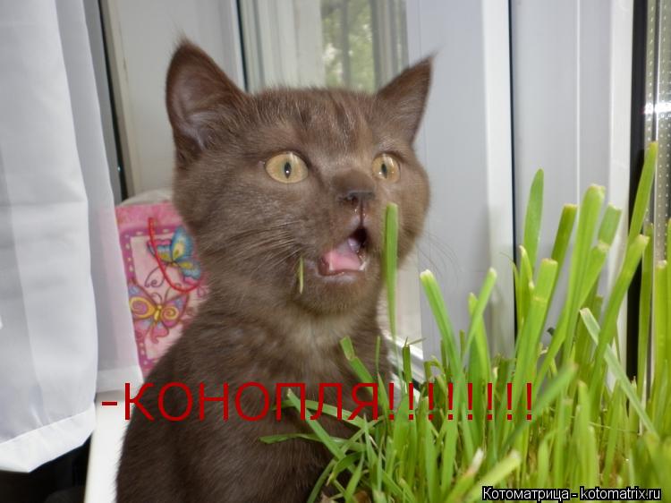 Котоматрица: -КОНОПЛЯ!!!!!!!!