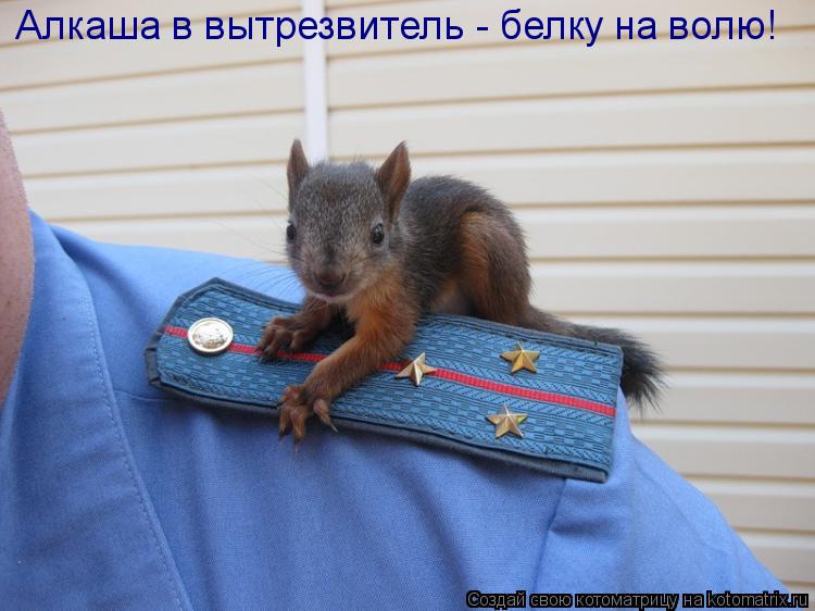 Алкаша в вытрезвитель - белку на волю!... Котоматрица: Алкаша в вытрезвитель - белку на волю!
