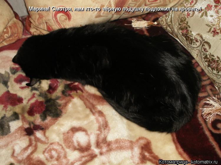 Котоматрица: Марина! Смотри, нам кто-то чёрную подушку подложил на кровать!