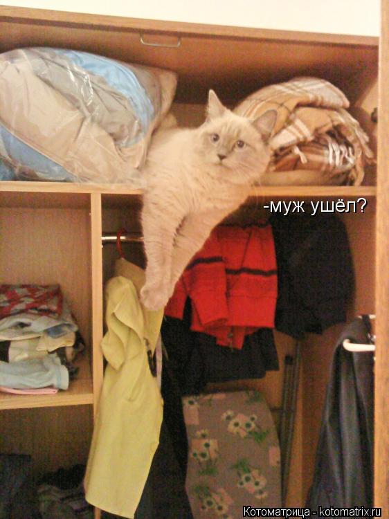 Котоматрица: -муж ушёл?