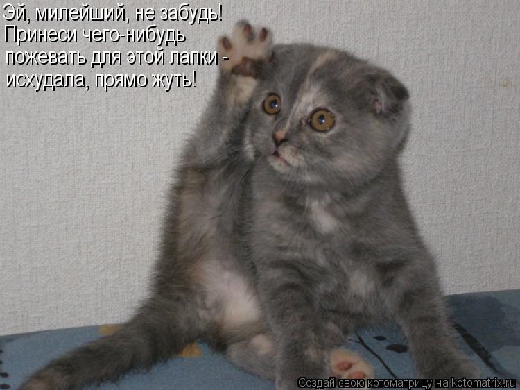 Котоматрица: Эй, милейший, не забудь! Принеси чего-нибудь пожевать для этой лапки - исхудала, прямо жуть!