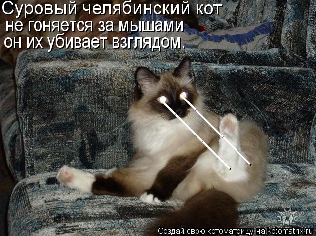 Котоматрица: _____ _____ Суровый челябинский кот он их убивает взглядом. не гоняется за мышами