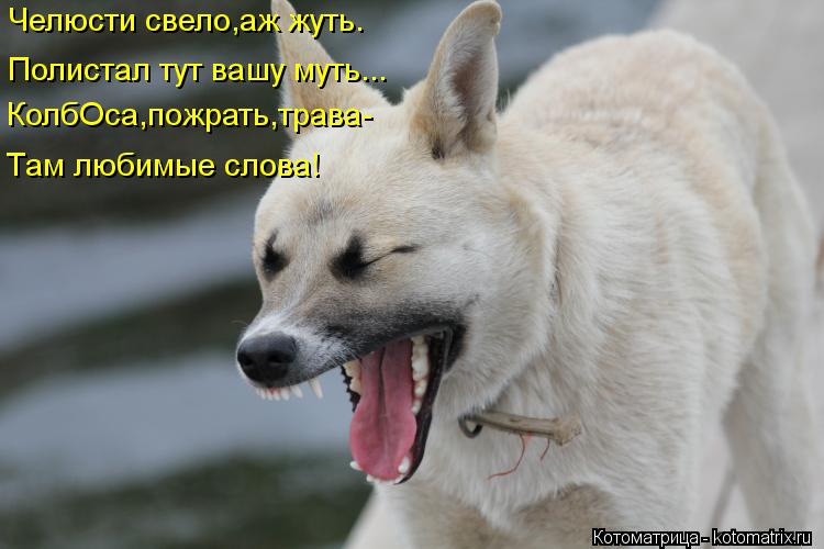 Челюсти свело,аж жуть. Полистал тут вашу муть... КолбОса,пожрать,трава- Там любимые слова!... Котоматрица: Челюсти свело,аж жуть. Полистал тут вашу муть... КолбОса,пожрать,трава- Там любимые слова!