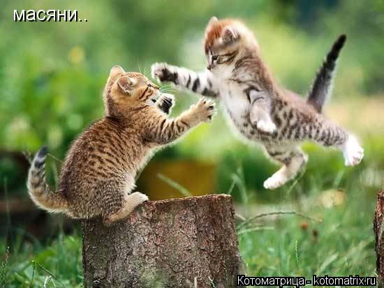 Котоматрица: масяни..