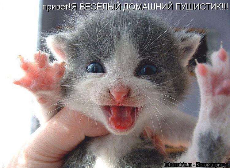 привет!Я ВЕСЁЛЫЙ ДОМАШНИЙ ПУШИСТИК!!!... Котоматрица: привет!Я ВЕСЁЛЫЙ ДОМАШНИЙ ПУШИСТИК!!!