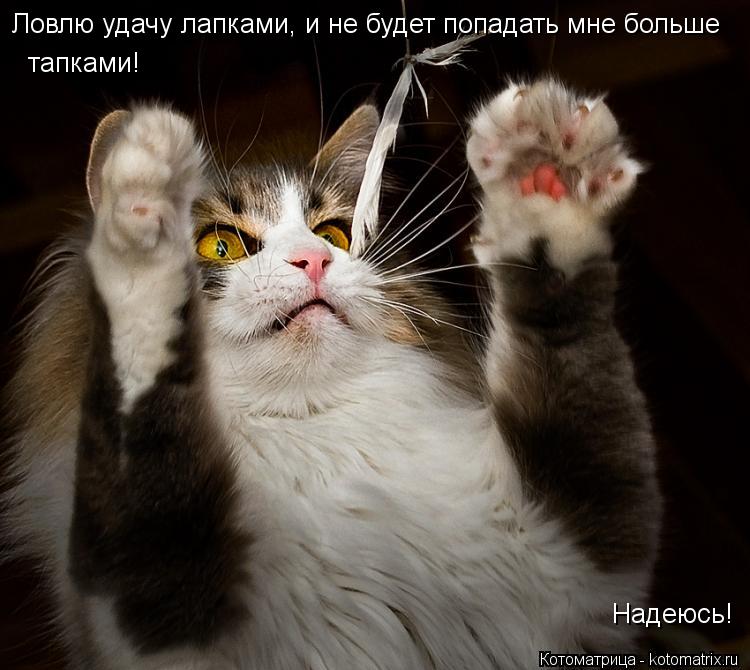Ловлю удачу лапками, и не будет попадать мне больше тапками! Надеюсь!... Котоматрица: Ловлю удачу лапками, и не будет попадать мне больше тапками! Надеюсь!