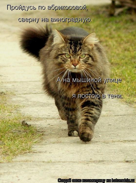 Котоматрица: Пройдусь по абрикосовой, сверну на виноградную. А на мышиной улице я постою в тени.