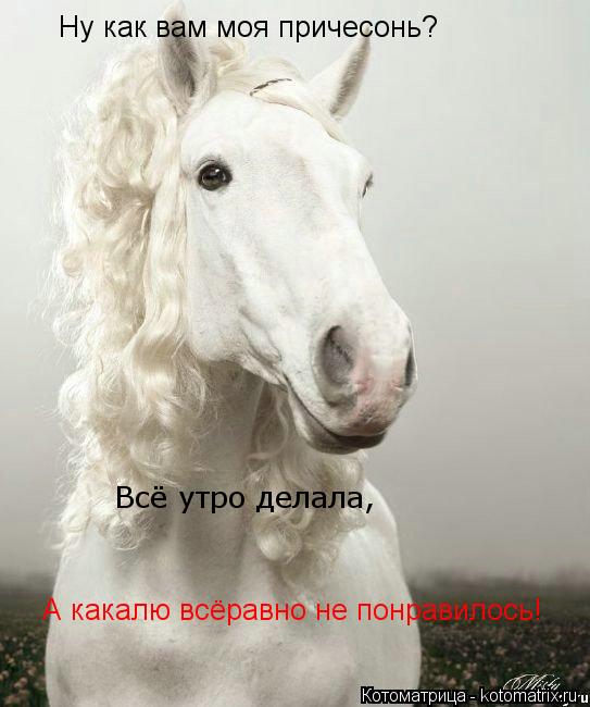 Котоматрица: Ну как вам моя причесонь? Всё утро делала, А какалю всёравно не понравилось!