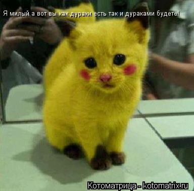 Я милый а вот вы как дураки есть так и дураками будете!... Котоматрица: Я милый а вот вы как дураки есть так и дураками будете!