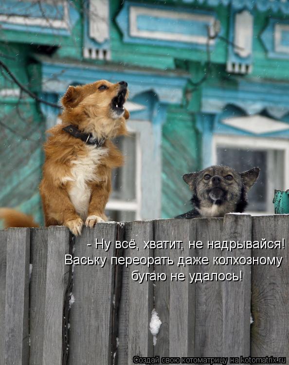 - Ну всё, хватит, не надрывайся! Ваську переорать даже колхозному бугаю не удалось!... Котоматрица: - Ну всё, хватит, не надрывайся! Ваську переорать даже колхозному бугаю не удалось!