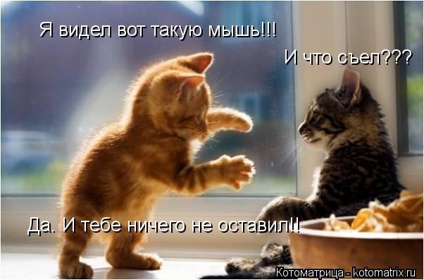 Я видел вот такую мышь!!! И что съел??? Да. И тебе ничего не оставил!!... Котоматрица: Я видел вот такую мышь!!! И что съел??? Да. И тебе ничего не оставил!!
