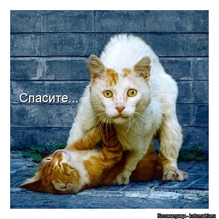 Котоматрица: Спасите...