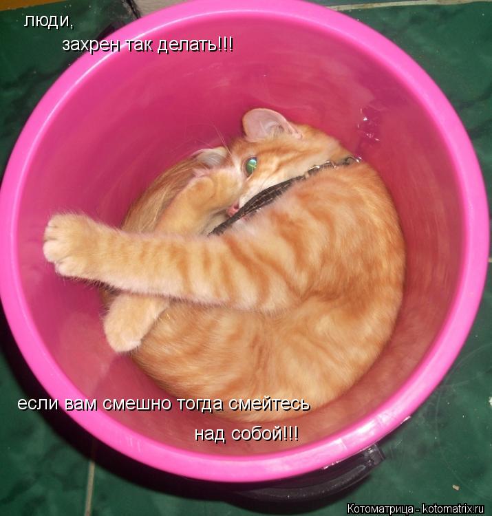 Котоматрица: люди, захрен так делать!!! если вам смешно тогда смейтесь над собой!!!