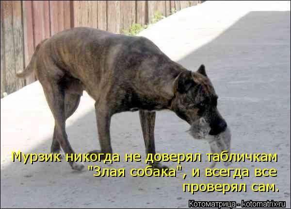 Котоматрица: Мурзик никогда не доверял табличкам  "Злая собака", и всегда все  проверял сам.