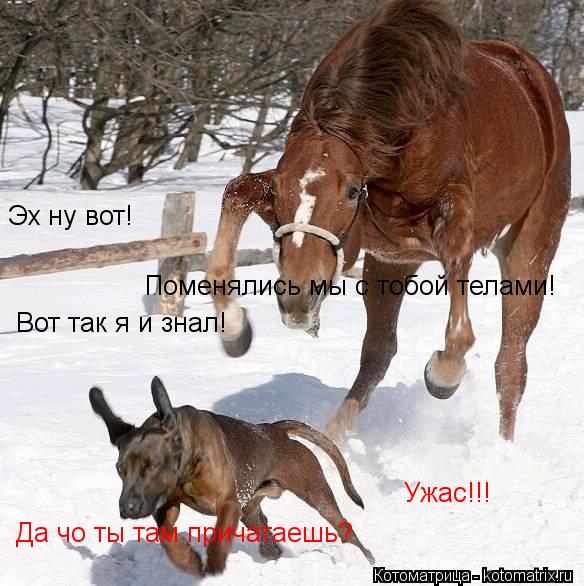 Котоматрица: Эх ну вот! Вот так я и знал! Да чо ты там причатаешь? Поменялись мы с тобой телами! Ужас!!!