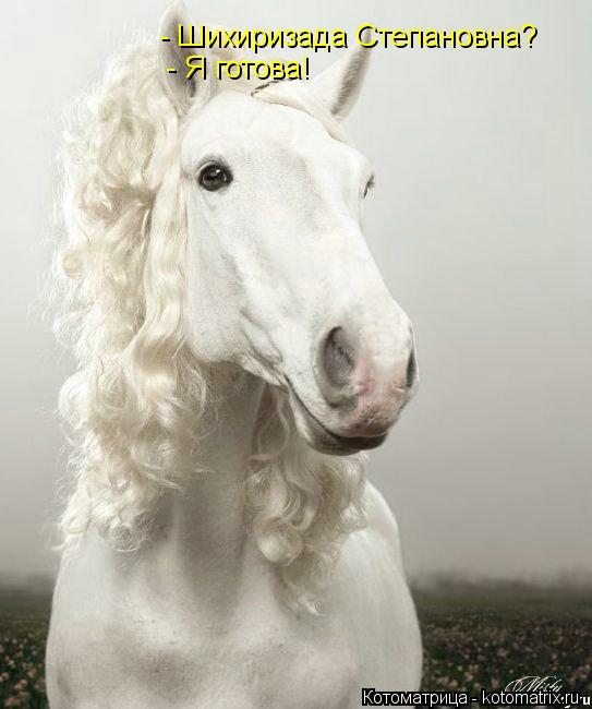 Котоматрица: - Шихиризада Степановна? - Я готова!