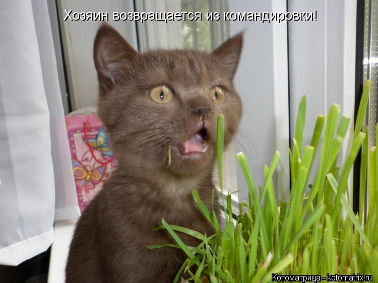 Котоматрица: Хозяин возвращается из командировки!