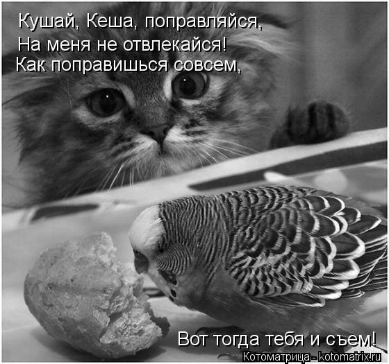 Котоматрица: Кушай, Кеша, поправляйся, На меня не отвлекайся! Как поправишься совсем, Вот тогда тебя и съем!