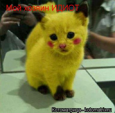 Котоматрица: Мой хозяин ИДИОТ