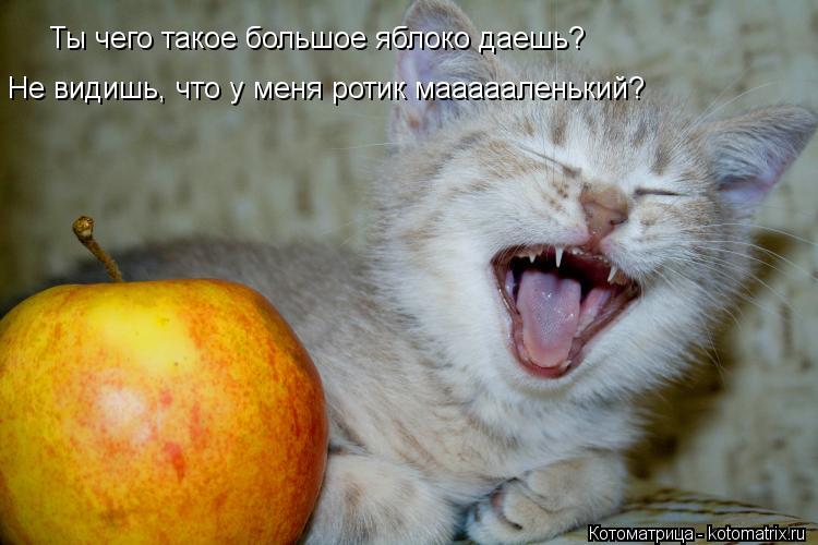 Котоматрица: Ты чего такое большое яблоко даешь? Не видишь, что у меня ротик маааааленький?