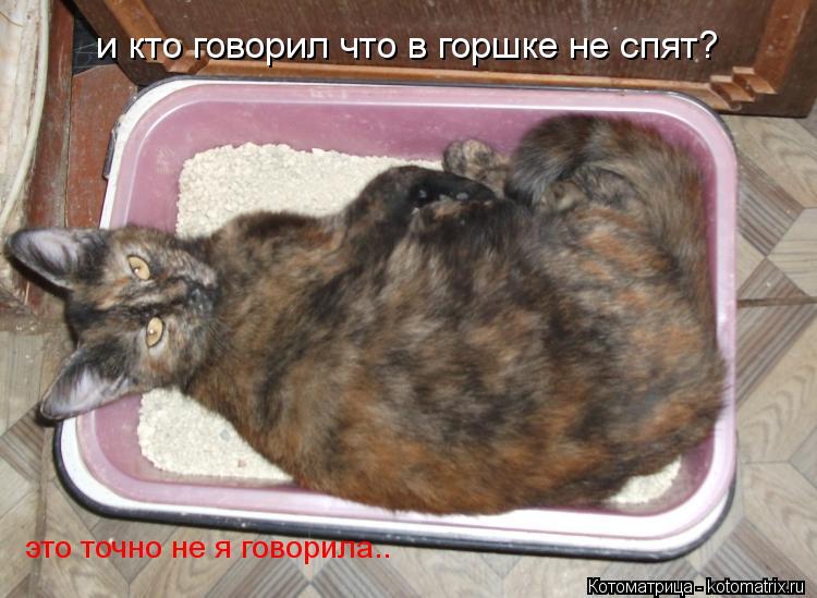 Котоматрица: и кто говорил что в горшке не спят? это точно не я говорила..
