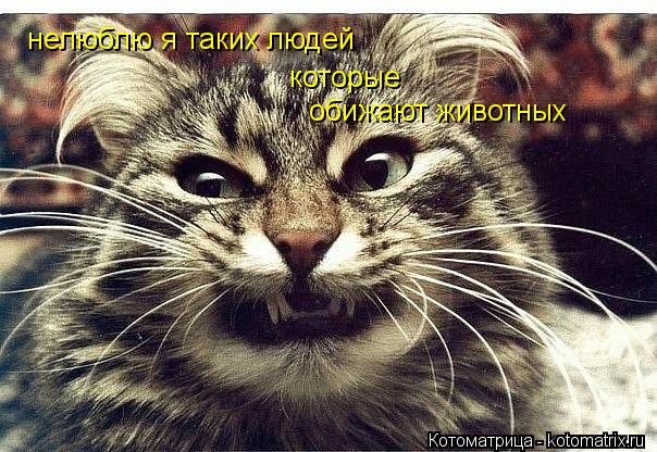нелюблю я таких людей которые обижают животных... Котоматрица: нелюблю я таких людей которые обижают животных