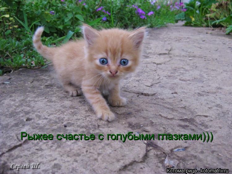 Котоматрица: Рыжее счастье с голубыми глазками)))