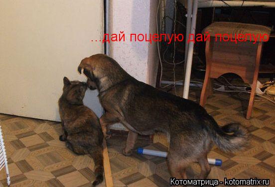 Котоматрица: ...дай поцелую дай поцелую