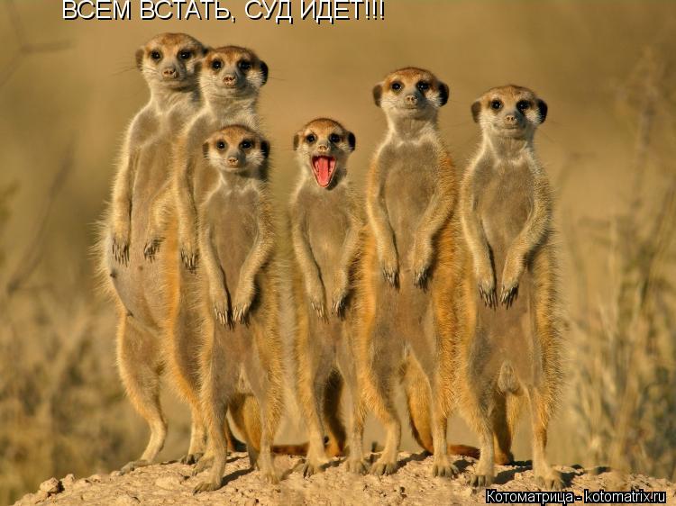 Котоматрица: ВСЕМ ВСТАТЬ, СУД ИДЕТ!!!
