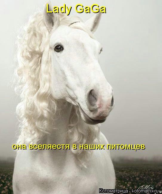 Котоматрица: Lady GaGa она вселяестя в наших питомцев