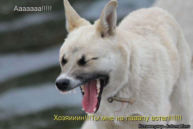 Котоматрица: Ааааааа!!!!! Хозяииин!!!Ты мне на лааапу встал!!!!!!