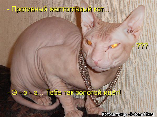 Котоматрица: - Противный желтоглазый кот... - ??? - Э - э - э... Тебе так золотой идёт!