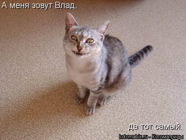 Котоматрица: А меня зовут Влад, да тот самый.