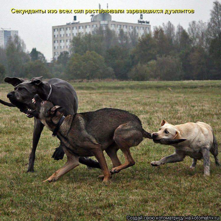 Котоматрица: Секунданты изо всех сил растаскивали зарвавшихся дуэлянтов