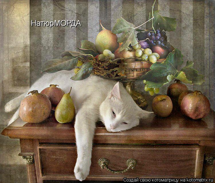 Котоматрица: НатюрМОРДА