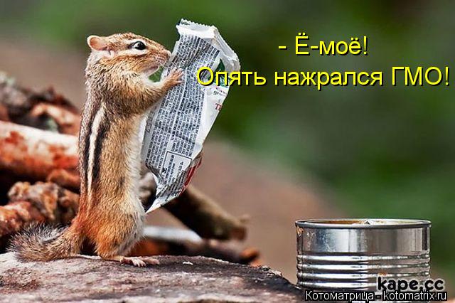 Котоматрица: - Ё-моё!  Опять нажрался ГМО!