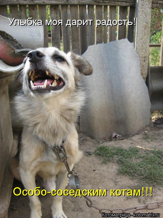 Котоматрица: Улыбка моя дарит радость! Особо-соседским котам!!!