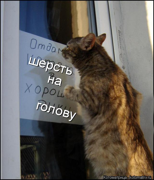 Котоматрица: шерсть на голову