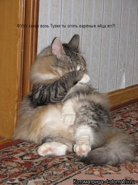ФУУУ какая вонь Тузик ты опять варёные яйца ел?!... Котоматрица: ФУУУ какая вонь Тузик ты опять варёные яйца ел?!