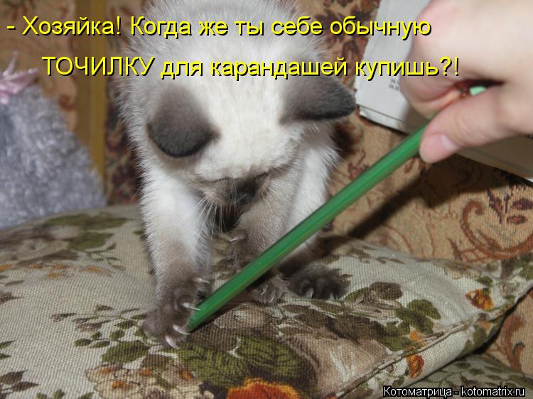 - Хозяйка! Когда же ты себе обычную ТОЧИЛКУ для карандашей купишь?!... Котоматрица: - Хозяйка! Когда же ты себе обычную ТОЧИЛКУ для карандашей купишь?!