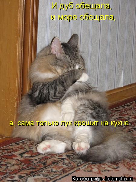 Котоматрица: И дуб обещала, и море обещала, а, сама только лук крошит на кухне